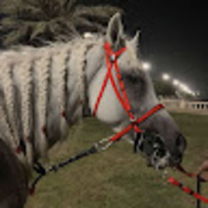 Meet your Posher, Qamar